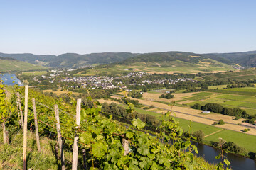 Fototapeta na wymiar Scenic view on river Moselle valley with vineyard in foreground
