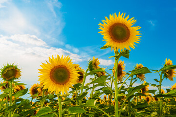 Vibrant sunflower field