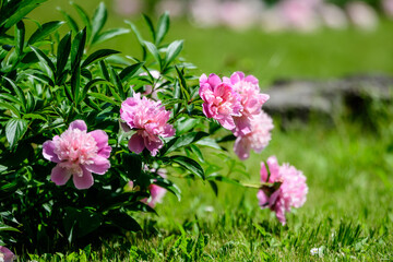 Bush with many large delicate vivid pink peony flowers in a British cottage style garden in a sunny spring day, beautiful outdoor floral background photographed with selective focus.