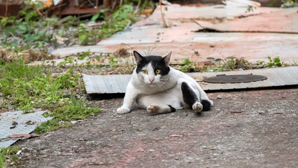 stray cat licking and washing