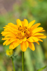 Flowers and plants in Dutch open air museum, Arnhem