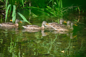 Femelle canard colvert