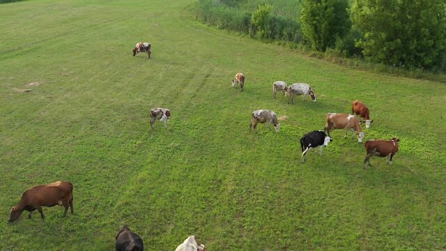 Agriculture, animals from above.