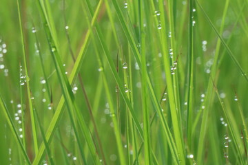 Fototapeta na wymiar Blurry dewdrops on blade of green grasses.