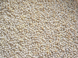 White color raw whole hulled Barley grains