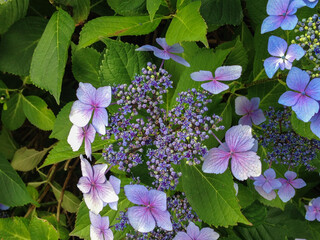 Bigleaf Hydrangea Background