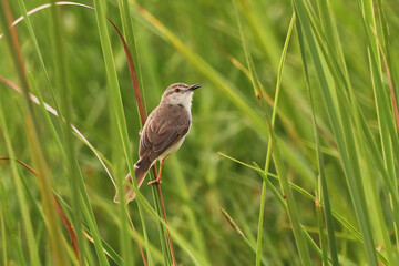 Warbler on the grass