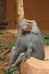 Hamadryas baboon a species of baboon from the old world monkey family.