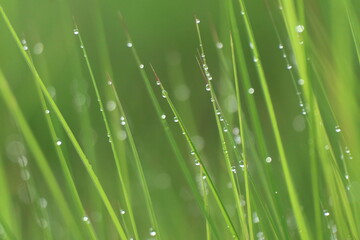 Fototapeta na wymiar Blurry dewdrops on blade of green grasses.