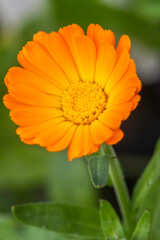 Flowers and plants in Dutch open air museum, Arnhem