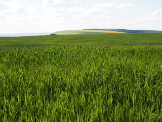 Wheat green field and beautiful countryside scener