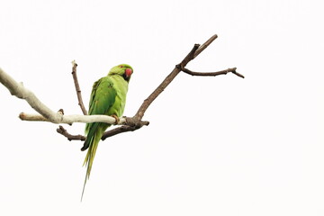 rose-ringed parrot on the branch
