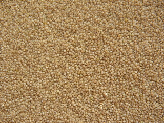 Brown color whole raw Little millet