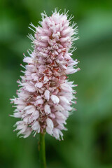 Flowers and plants in Dutch open air museum, Arnhem