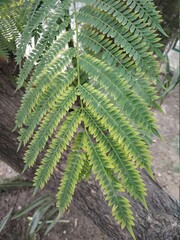 closeup shot a shaded leaves of a plant