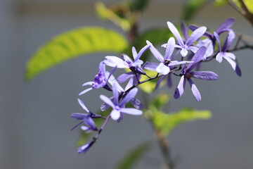 Fototapeta na wymiar close up of purple flower