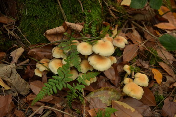 Mehrere Pilze in braune Töne stehen dicht beinander auf dem Boden zwischen braune trockene Blätter und frische grüne Farne. 