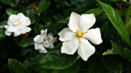 Fototapeta premium Gardenia
