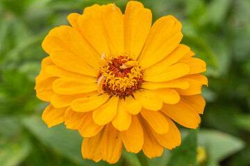 Flowers and plants in Dutch open air museum, Arnhem