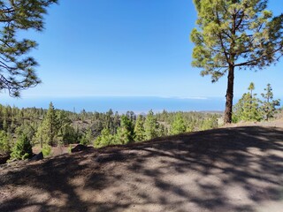 pine trees in the forest