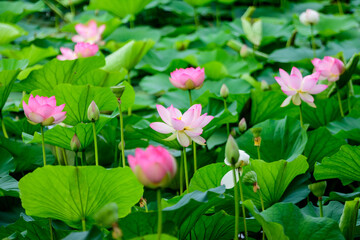 Obraz na płótnie Canvas Delicate vivid pink and white water lily flowers (Nymphaeaceae) in full bloom and green leaves on a water surface in a summer garden, beautiful outdoor floral background photographed with soft focus.