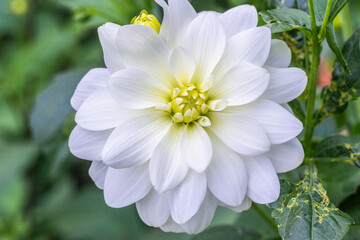 Flowers and plants in Dutch open air museum, Arnhem