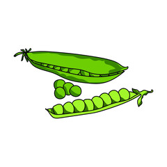 Green peas set, vegetable harvest, vector hand draw illustration