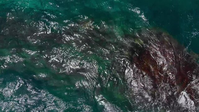 Drone camera captures a top view of sea turtles peeking out of the waves above red algae (Kauai, Hawaii, USA)