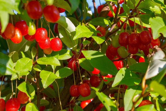 ripe berries on a  Silverberry or Oleaster (Elaeagnus multiflora)  bush