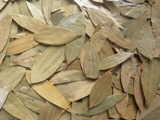 Brown color whole dry Bay leaves