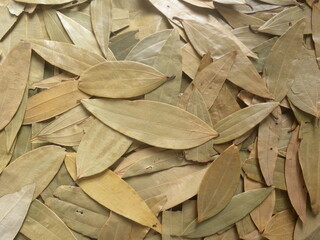 Brown color whole dry Bay leaves