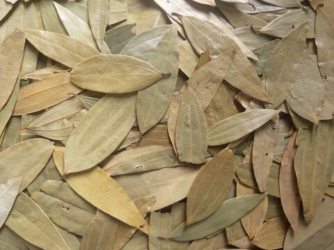 Brown color whole dry Bay leaves