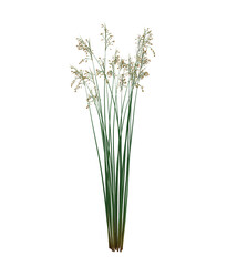 3d Render Brush Tree Isolated  on white