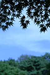 Obraz premium カエデ-1