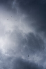 gaviotas volando sobre las nubes de la tormenta
