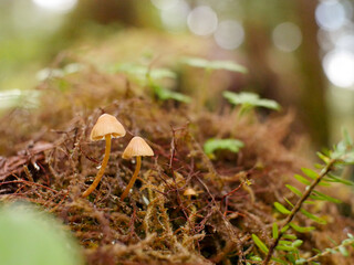 Two fungi peek up from a tree trunk under the Alaska sun