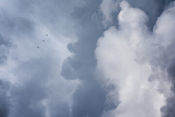 gaviotas volando en bandada entre nubes