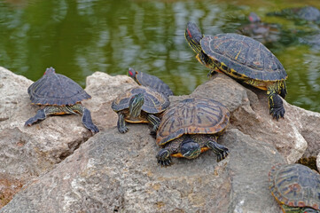turtles basking and swimming in the sun
