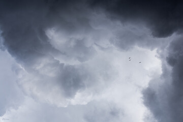 gaviotas entre nubes y tormenta
