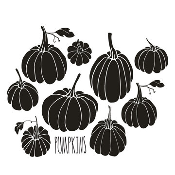 Hand drawn pumpkins on white background. Halloween symbol. Design element for poster, t-shirt, cooking book. 