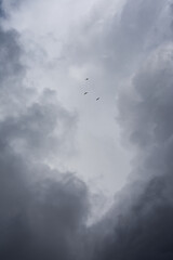 Fototapeta na wymiar gaviotas entre nubes del cielo tormentoso
