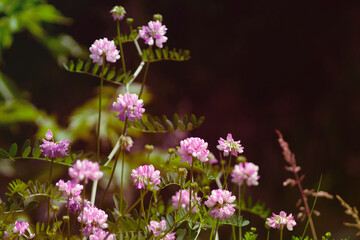 meadow flowers close-up. background with pink clover flowers.