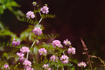 Obraz na płótnie Canvas meadow flowers close-up. background with pink clover flowers.