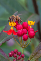 Flowers and plants in Dutch open air museum, Arnhem