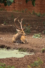 Deer are cloven-hoofed ungulates that typically have compact torsos with long, slender legs and small tails, most males have antlers.