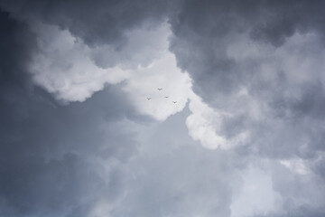 gaviotas en el cielo antes de la tormenta y la lluvia