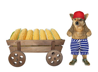 The beige dog farmer in a red cap  is standing near a old horse wooden cart full of ears of corn....
