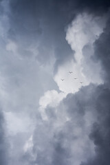 Gaviotas volando en grupo entre las nubes