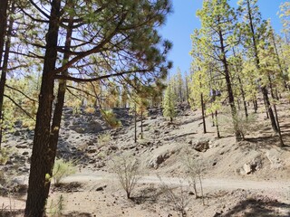 forest in the mountains