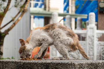 stray cat was sick © ChenPG